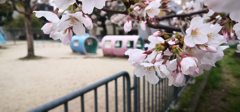 2023の桜